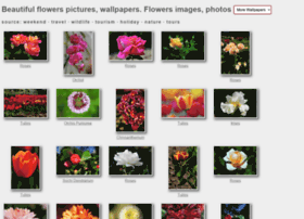 Beautiful-flowers-pictures.andrewkarpov.com