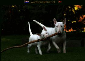 bullterrier.nl