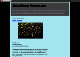 digitalflowerpictures.blogspot.com