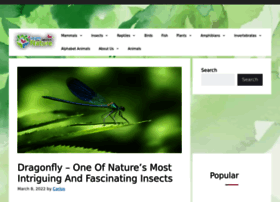 dragonfly-site.com