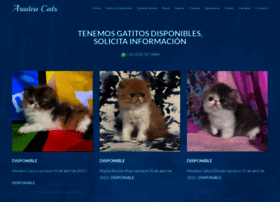 gatospersas.com.mx