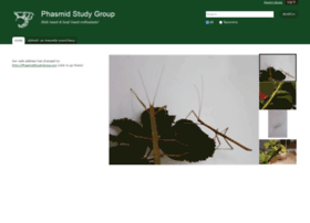 Phasmid-study-group.org